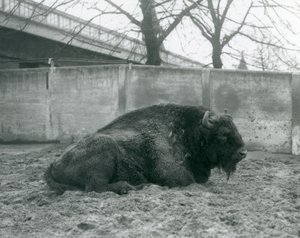 1927年にロンドンの動物園のパドックで芝生の上に横たわるヨーロッパのバイソン 作： Frederick William Bond