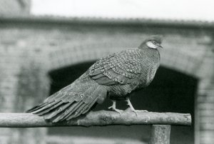 1931年にロンドン動物園で撮影されたオスのグレイ・ピーコック・キジ（モノクロ写真