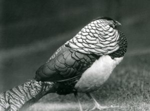 草の上に立つオスのレディー・アマースト・キジ（ロンドン動物園