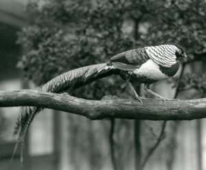 1926年にロンドン動物園で水平枝に沿って歩く男性レディーアマーストキジ