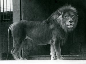 1924年6月、ロンドン動物園の雄ライオン 作： Frederick William Bond