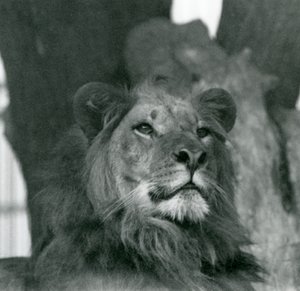1929年、ロンドン動物園のオスライオン（モノクロ写真 作： Frederick William Bond