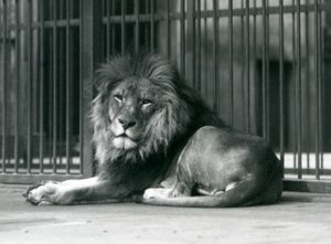 1927年9月、ロンドン動物園の囲いの柵に横になっている雄ライオン