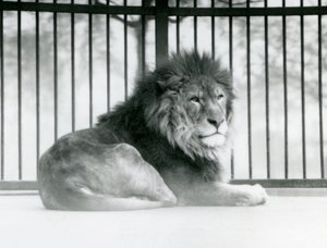 1925年3月、ロンドン動物園の囲いの中で休むオスのライオン（モノクロ写真 作： Frederick William Bond