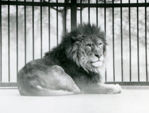 1925年3月にロンドン動物園の囲いで休んでいる雄ライオン 作： Frederick William Bond