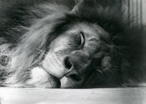 1924年にロンドン動物園の囲いで眠っている雄ライオン 作： Frederick William Bond