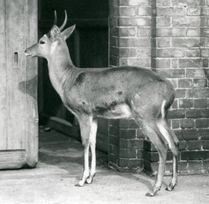 1927年10月6日、ロンドン動物園のカモシカの家のドアのそばに立っている男性のサザンコモンリードバックまたはライトボック 作： Frederick William Bond