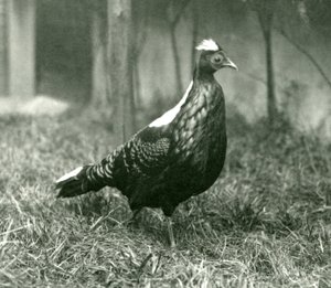 1923年9月、ロンドン動物園でのオスのスウィンホーのキジ 作： Frederick William Bond