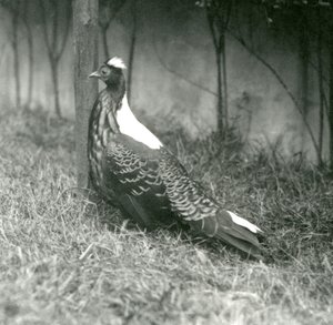 1923年9月、ロンドン動物園でのオスのスウィンホーのキジ 作： Frederick William Bond