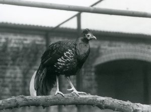 1928年、ロンドン動物園で、水平な枝の上に立つベイルートファイヤーバックキジのオス(モノクロ写真)