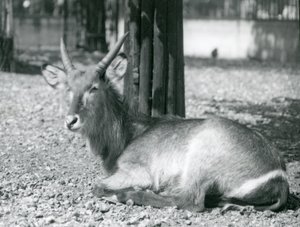 1920年代にロンドン動物園の囲いに座っているオスのウォーターバック、コブスエリプシプリムス 作： Frederick William Bond