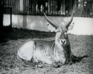 1928年、ロンドン動物園のパドックの草むらに横たわるウォーターバックのオス（モノクロ写真 作： Frederick William Bond