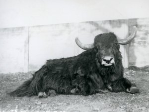 1928年、ロンドン動物園で囲いの中に横たわるオスのヤク（モノクロ写真 作： Frederick William Bond