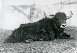 1928年8月、ロンドン動物園で囲いの中に横たわるオスのヤク（モノクロ写真 作： Frederick William Bond