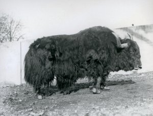 1928年、ロンドン動物園のパドックに立つオスのヤク（モノクロ写真 作： Frederick William Bond