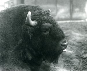 1928年2月、ロンドン動物園のヨーロピアンバイソンのオス/オス（モノクロ写真 作： Frederick William Bond