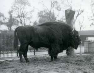 パドックの芝生の上に立っている雄牛のヨーロッパバイソン。ロンドン動物園、1927年10月。脆弱なヨーロピアンバイソンは、Wisent、またはヨーロピアンウッドバイソンとしても知られています。 作： Frederick William Bond