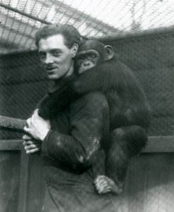 チンパンジーサリーを背負った男性、ロンドン動物園、1924年