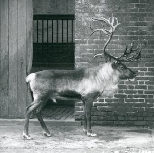1925年にロンドン動物園のパドックに立っている成熟したトナカイのクワガタ 作： Frederick William Bond