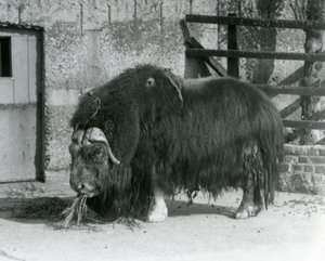 1931年、ロンドン動物園のパドックで食事をする成熟した雄のジャコウウシ（Musk ox、Musk-ox standingとも呼ばれる）（モノクロ写真
