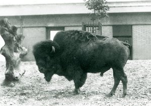 1927年にロンドンの動物園で彼のパドックに立っているほぼ脅迫的なアメリカのバイソンバッファロー牛 作： Frederick William Bond