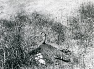 1925年7月、ロンドン動物園の長い草のパッチの中で地面近くに翼を広げる、絶滅の危機に瀕しているアラビアンバスタード