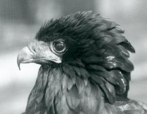 1927年にロンドン動物園で間近に迫ったバテレウルイーグル