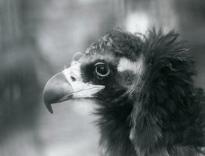 1927年にロンドン動物園で間近に迫ったユーラシアのクロコンドル
