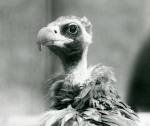 1926年7月、ロンドン動物園で近づいているユーラシアのクロハゲワシ