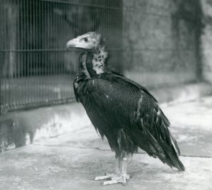1927年にロンドン動物園に立っている、絶滅危惧種のユーラシアブラックハゲワシ 作： Frederick William Bond