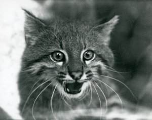 1929年にロンドン動物園で撮影されたパンパス・キャット／パンタナル・キャット／コロコロ（モノクロ写真 作： Frederick William Bond