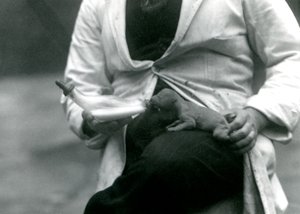 1923年に飼育員のロンドン動物園から哺乳された新生ライオンの子 作： Frederick William Bond