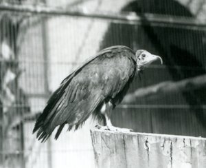 絶滅の危機に瀕しているフード付きハゲワシが丸太の上に立っている、1925年9月、ロンドン動物園