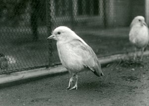1927年にロンドン動物園のエンクロージャーの床に立っているカグスのペア 作： Frederick William Bond