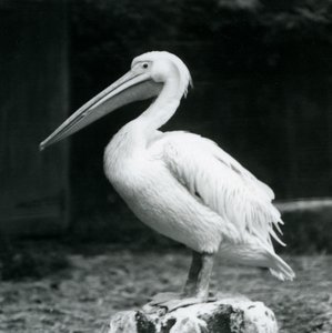 1925年9月にロンドン動物園で木の切り株に立っているペリカン