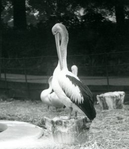 1925年9月にロンドン動物園で首を修復している木の切り株の上に立っているペリカン 作： Frederick William Bond