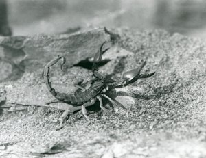 1929年、ロンドン動物園のサソリ（モノクロ写真 作： Frederick William Bond