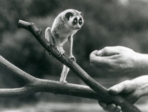 1926年8月、ロンドン動物園の飼育係が飼っている枝に立っている細身のロリス 作： Frederick William Bond