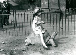 小さな女の子のベティは、最後にリンゴの棒を差し出して、彼女が乗っているゾウガメを先導しています。ロンドン動物園、1924年 作： Frederick William Bond