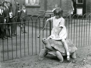 小さな女の子のベティは、最後にリンゴの棒を差し出して、彼女が乗っているゾウガメを先導しています。ロンドン動物園、1924年 作： Frederick William Bond