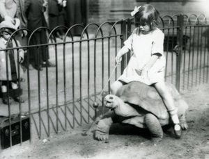 小さな女の子のベティは、最後にリンゴの棒を差し出して、彼女が乗っているゾウガメを先導しています。ロンドン動物園、1924年 作： Frederick William Bond