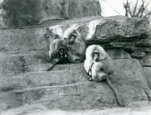 ロンドン動物園の「モンキー・ヒル」の岩の間にいる大人3人と赤ちゃん1人のセイタカアワダチソウの小グループ 作： Frederick William Bond