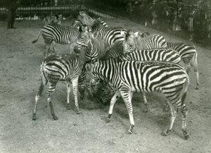 チャップマンズゼブラの小さな群れ。1923年にロンドン動物園の若者を含む 作： Frederick William Bond