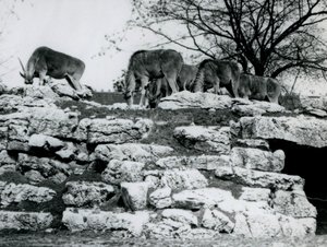 1925年6月にロンドン動物園のエランドアンテロープパドックの岩の間で放牧するコモンエランドの小さな群れ