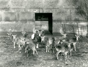 1926年11月にロンドン動物園でムーフロンの小さな群れ 作： Frederick William Bond