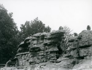 ロンドン動物園の「モンキーヒル」の岩の間にいるセイタカアワダチソウの群れ 作： Frederick William Bond