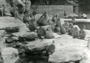 ロンドン動物園の「モンキー・ヒル」の岩の間で、プールから水を飲む1匹を含むセイクリッド・バブーンの群れ 作： Frederick William Bond
