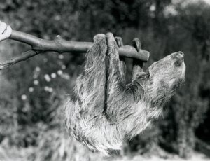 1925年9月、ロンドン動物園の飼育係が飼っている切り枝にぶら下がっている2本指のナマケモノ 作： Frederick William Bond