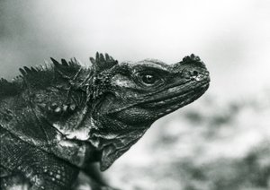 1928年にロンドン動物園で発見された脆弱なセイルフィンリザード（モノクロ写真 作： Frederick William Bond