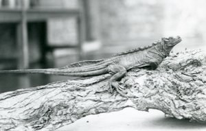 1928年、ロンドン動物園の丸太の上で休む脆弱なセイルフィントカゲ（モノクロ写真 作： Frederick William Bond